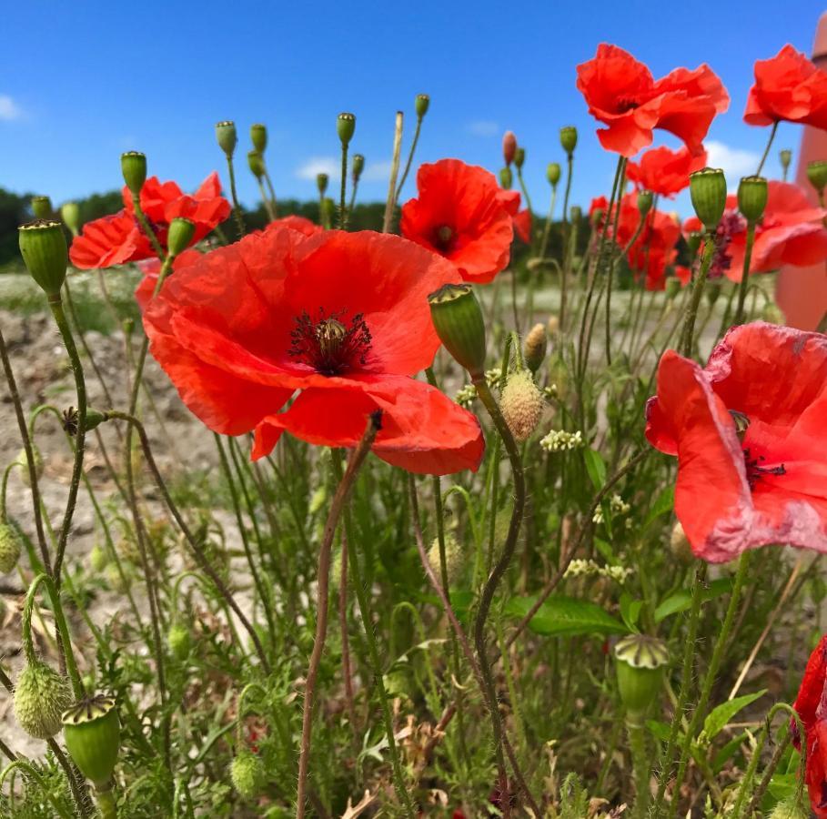 Vakantiewoning De Klaproos Bojil Buitenkant foto